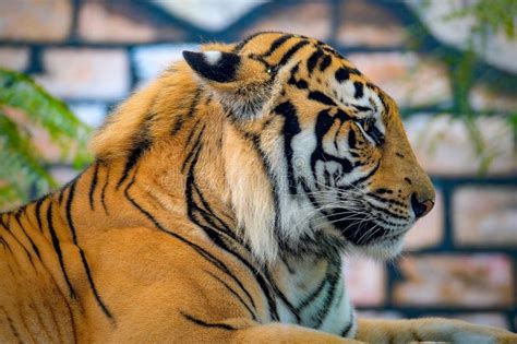 Portrait of Bengal Tiger in Conservation Stock Photo - Image of animal, tigris: 305515918