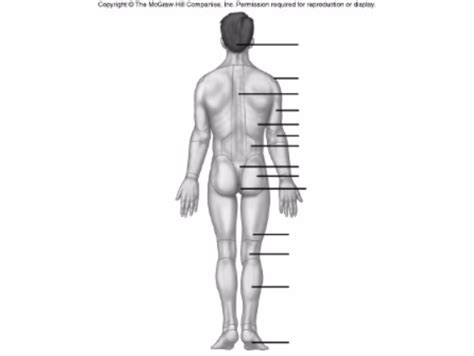 Naked Bob Back Final Diagram Quizlet