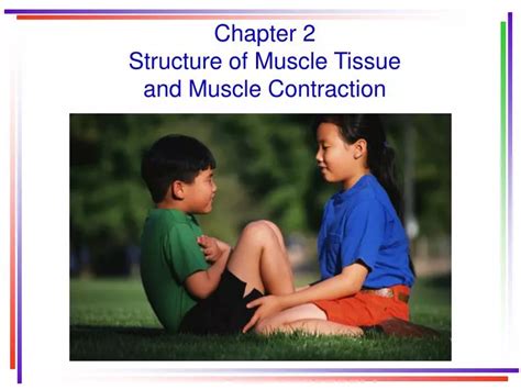 Ppt Chapter 2 Structure Of Muscle Tissue And Muscle Contraction