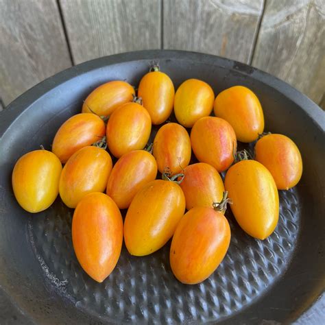 Blush Tomato Revival Seeds