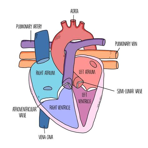 Heart Model Labeled Simple