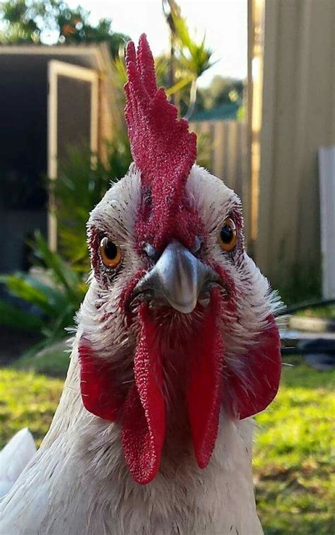 The Cutest Chicken Face ♡ Fancy Chickens Chickens And Roosters