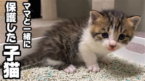 野良の子猫と母猫を一緒に保護したら翌日に凄く嬉しい出来事が起こりました。 くろついch ツベトレ