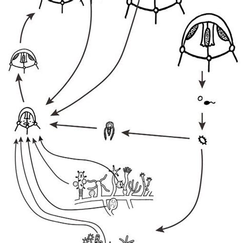 The hydrozoan life cycle (exception Siphonophora). Illustration ...