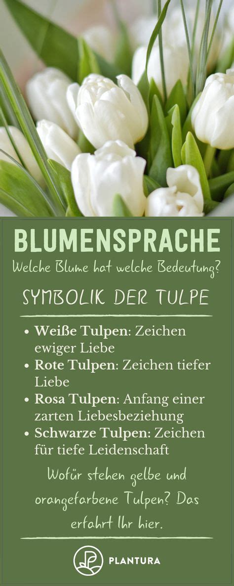 19 Blumensprache Symbolik And Bedeutung Ideen Pflanzen Blühende