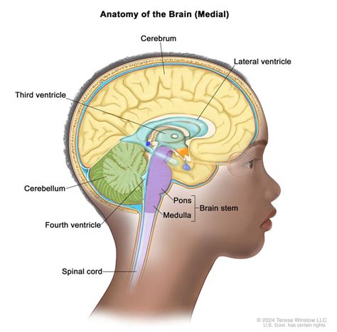 Drawing of the inside of the brain showing the lateral ventricle, third ...