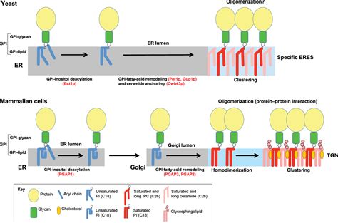 Figure 1 From Sorting Of Gpi Anchored Proteins From Yeast To Mammals Common Pathways At