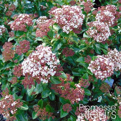 Viburnum Tinus Gwenlian Laurier Tin Compact Et Arrondi Florif Re