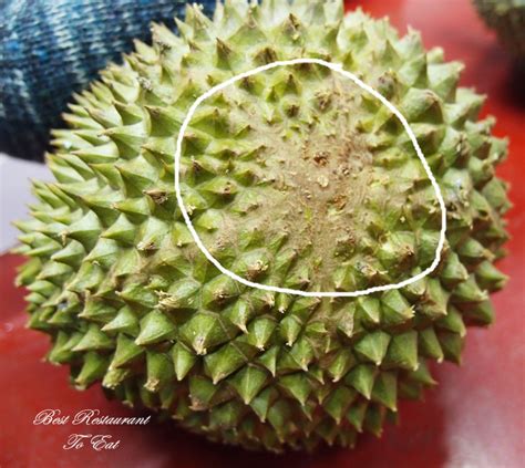 Best Restaurant To Eat Malaysian Food Travel Blog Durian King Of