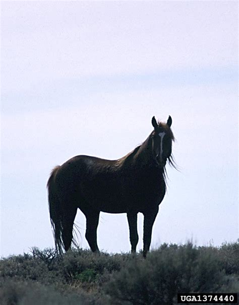 Horse Feral Equus Caballus Feral Type