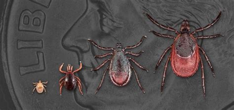 How Lyme Disease Spreads Lyme Disease CDC