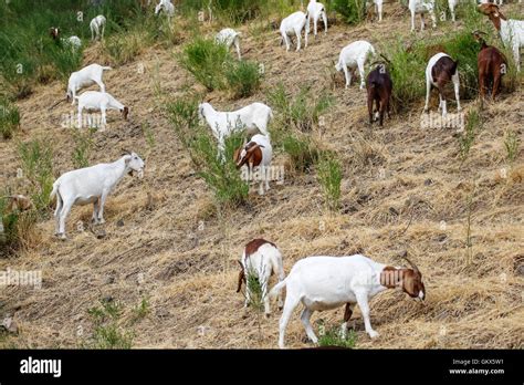 Goats Eating Weeds In Oakland California To Prevent Fires Stock Photo