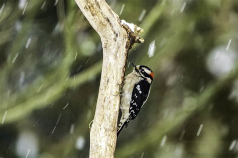 Christmas Bird Count | RAINIER AUDUBON SOCIETY