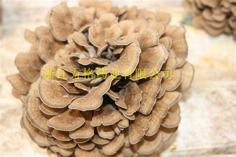 Organic Grifola Frondosa Powder Maitake Powder Originated From No