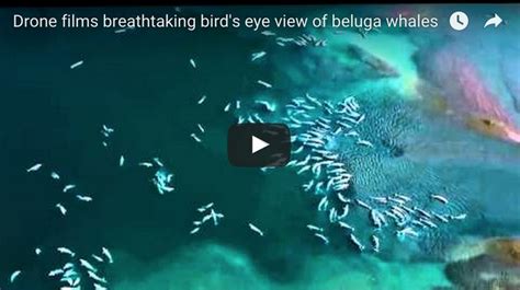 Drone Captures Thousands Of Beluga Whales In Stunning Birds Eye View