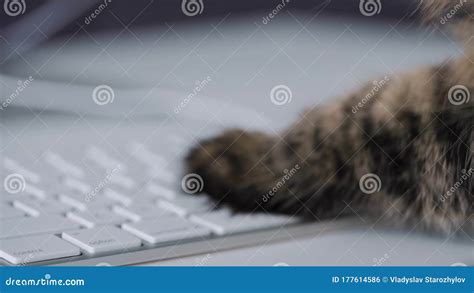 Tabby Cat is Typing Text on a Computer Keyboard Stock Footage - Video ...