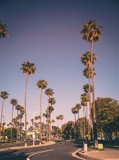 HD wallpaper: newport beach, usa, california, west coast, palm trees ...