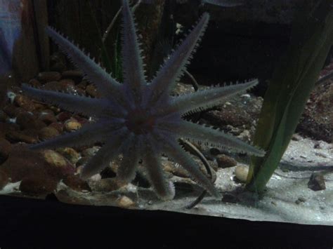 Il mondo spettacolare della stella di mare