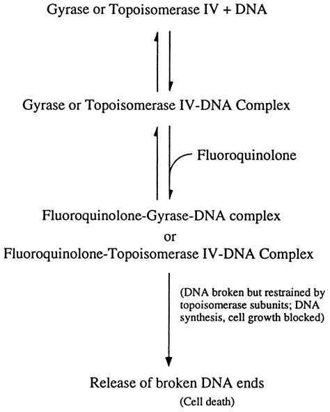 Dna Topoisomerase Targets Of The Fluoroquinolones A Strategy For