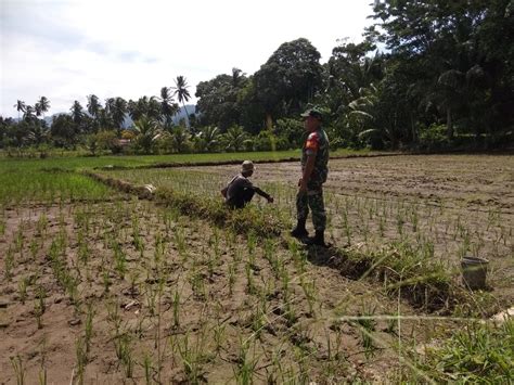 Kiprah Babinsa Koramil Ku Dalam Musim Tanam Cek Pompanisasi Dan