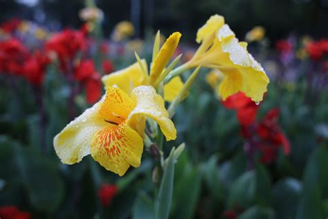 3840x2160 Wallpaper Yellow Petal Flower Peakpx