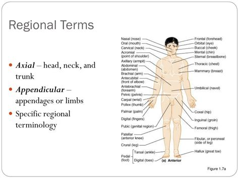 Regional Terms In Anatomy