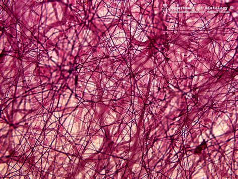 Fiszki Histologia szkiełka tkanki Quizlet