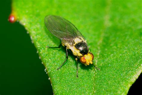 Diptera Info Discussion Forum Agromyzidae