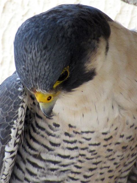 Falcão peregrino Falco peregrinus Adriano Francisco dos Reis Flickr