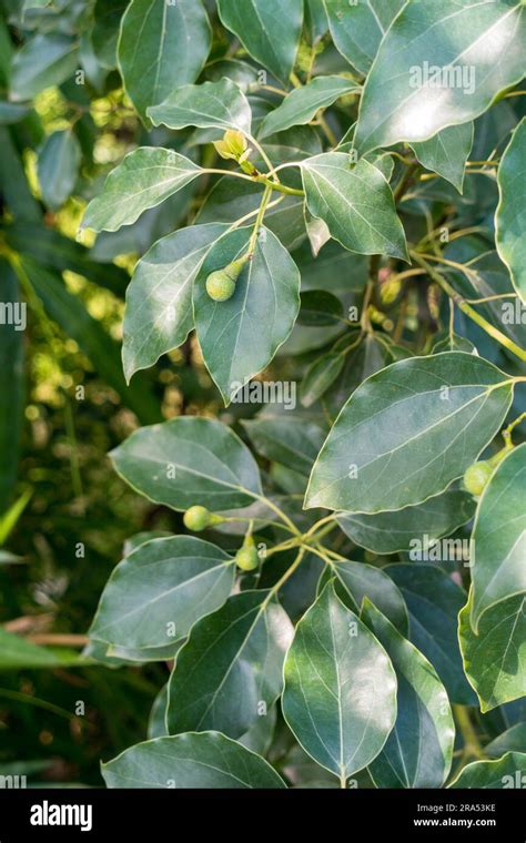 Leaves And Seeds Of Cinnamomum Camphora Commonly Known As Camphor