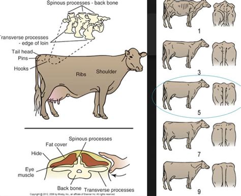 Lab Bovine Physical Exam Flashcards Quizlet