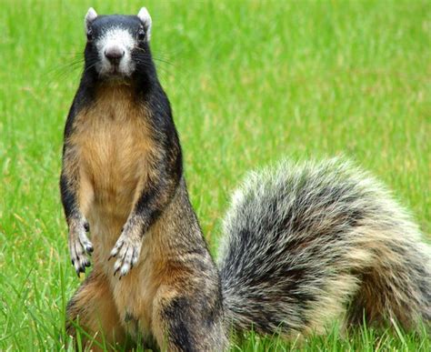 Fox Squirrel Flickr Photo Sharing