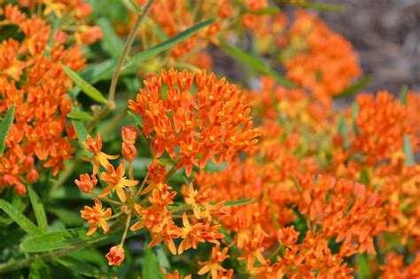 Butterfly Weed Is A Summer Blooming Perennial Flower