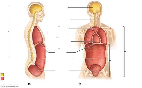 Dorsal and Ventral Body Cavities and their Subdivisions Diagram | Quizlet