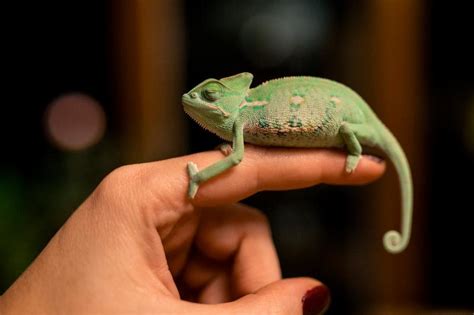 Cute Pet Chameleon