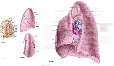 Right Lung Diagram Quizlet