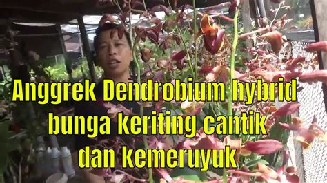 Anggrek Dendrobium Hybrid Bunga Keriting Cantik Dan Kemeruyuk Youtube