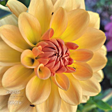 Karma Gold Dahlia Tubers Petals In Bloom Flower Farm