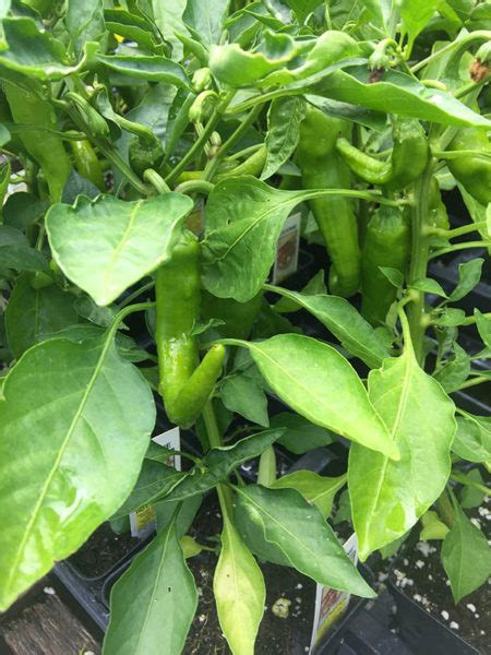 Joes Long Cayenne Pepper Vinland Valley Nursery