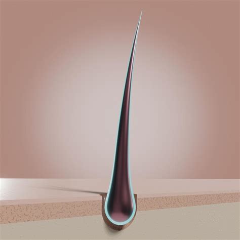 Premium Photo Single Hair Follicle 3d Illustration