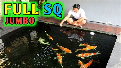 Ikan Hias Koi Kolektor Ikan Koi Jumbo Dan Super Koi Koifish