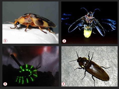 FAQBIO Apoio Ao Estudo De Biologia Por Que Os Vaga Lumes Emitem Luz