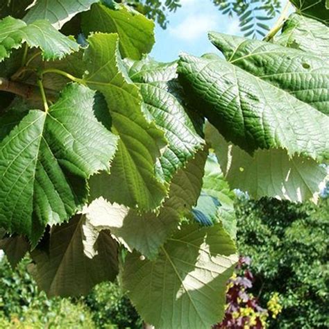 Tilia Tomentosa Brabant Zilverlinde Stamomtrek 8 10 Cm Blote