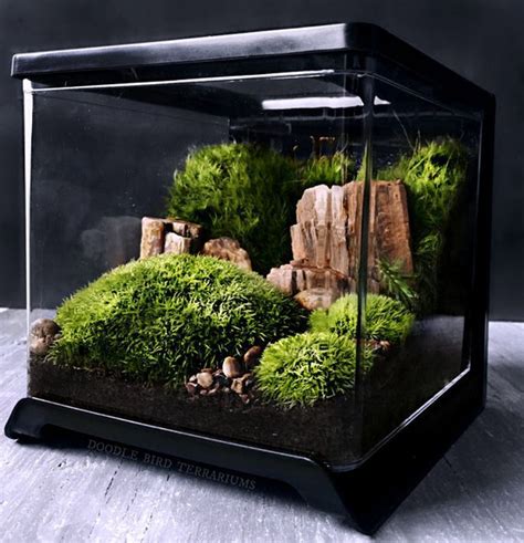 Bonsai Terrarium For Landscaping Miniature Inside The Jars