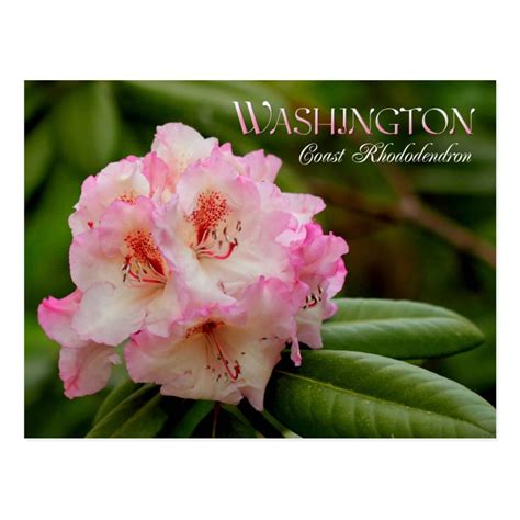 The Coast Rhododendron Rhododendron Macrophyllum Is The State Flower Of Washington It Is Also