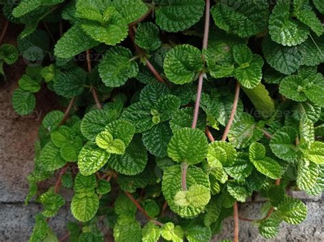 Pilea Nummulariifolia Creeping Charlie Plant 47814965 Stock Photo At