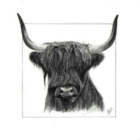 Day 6! Highland Cow pencil sketch. 5" x 5". Pencil drawing on watercolour paper. £25.00 + £1.25 ...