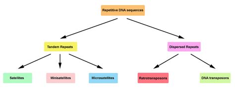 Repetitive Dna Sequences In Eukaryotic Genomes This Schematization