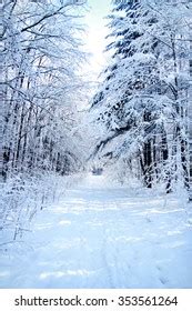 Winter Forest Background Stock Photo 353561264 | Shutterstock