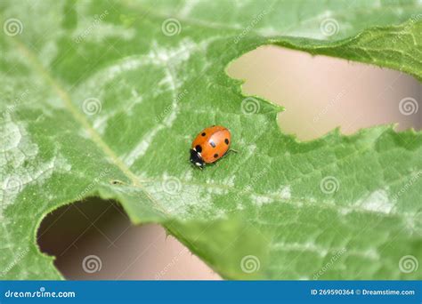 Ladybird Coccinellidae Op Blad Stock Foto Image Of Enkelvoudig Nave